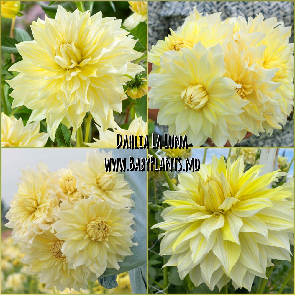 Dalia cu floare Giganta La Luna	