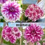Dalia cu floare Giganta Radegast