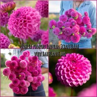 Dalia pompon Jan van Schaffelaar	