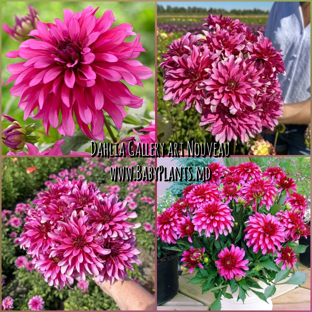 Dalia Gallery Art Nouveau