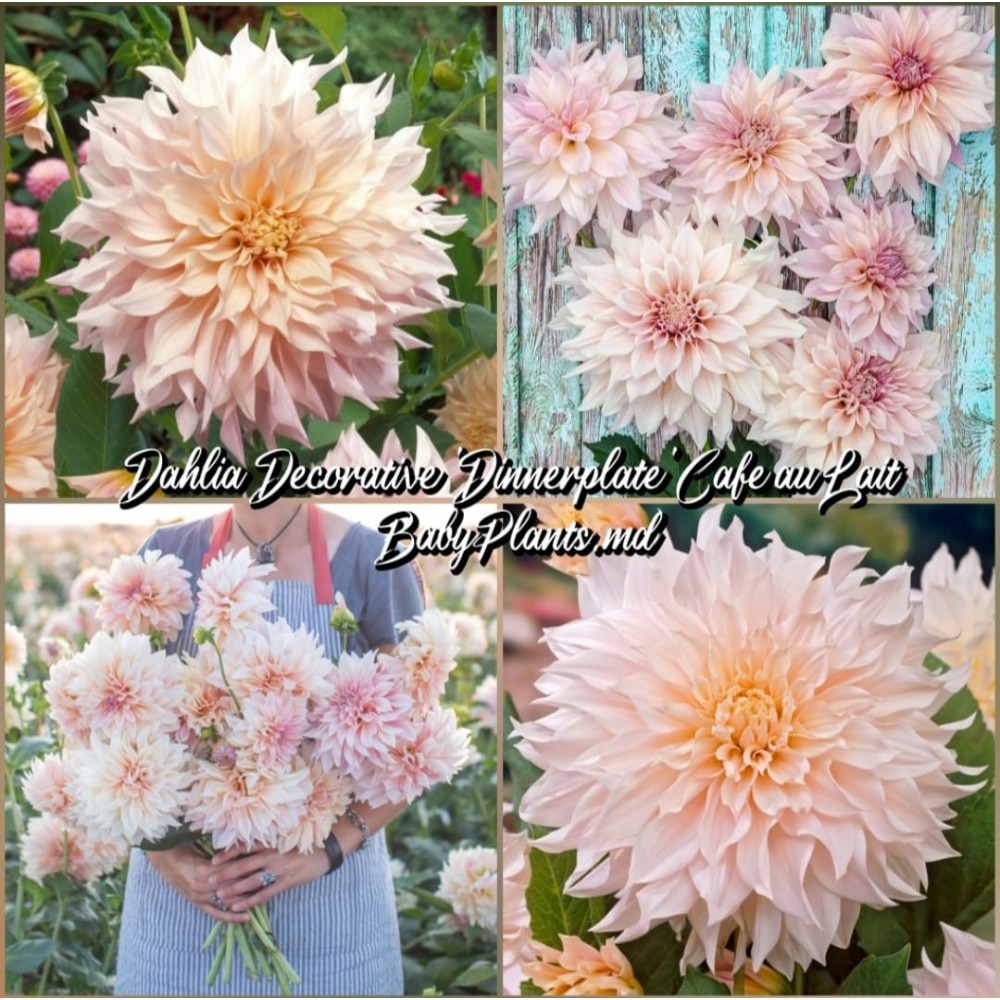 Dalia cu floare Giganta Cafe Au Lait