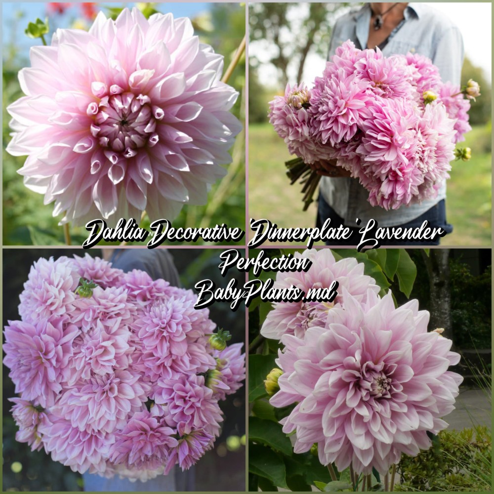 Dalia cu floare Giganta Lavender Perfection