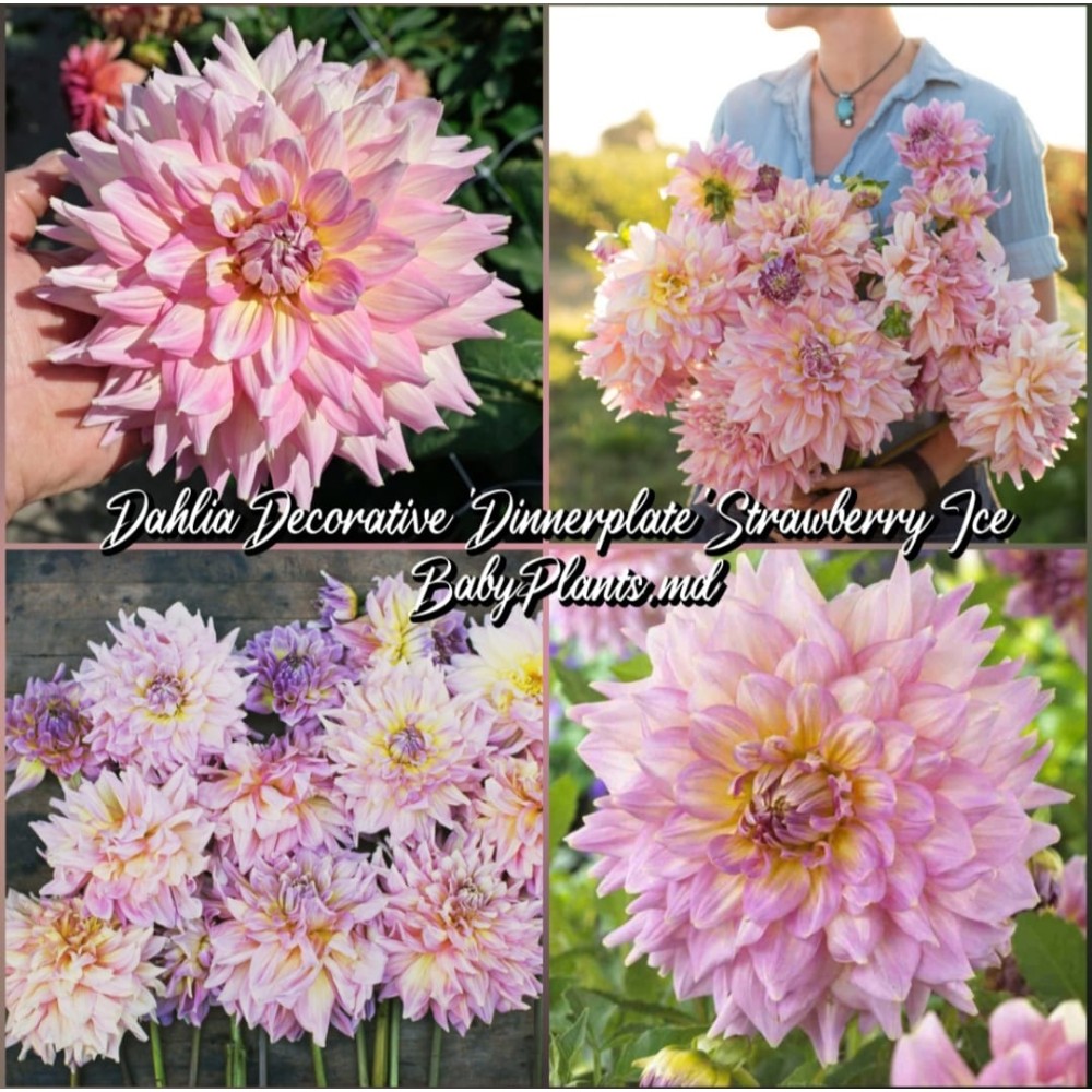 Dalia cu floare Giganta Strawberry Ice 