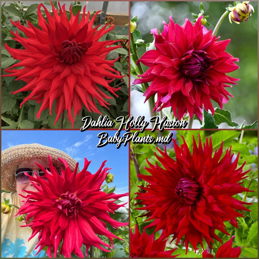 Dalia cu floare Giganta Holly Huston