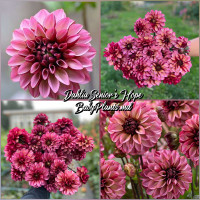 Dalia decorativ Seniors Hope