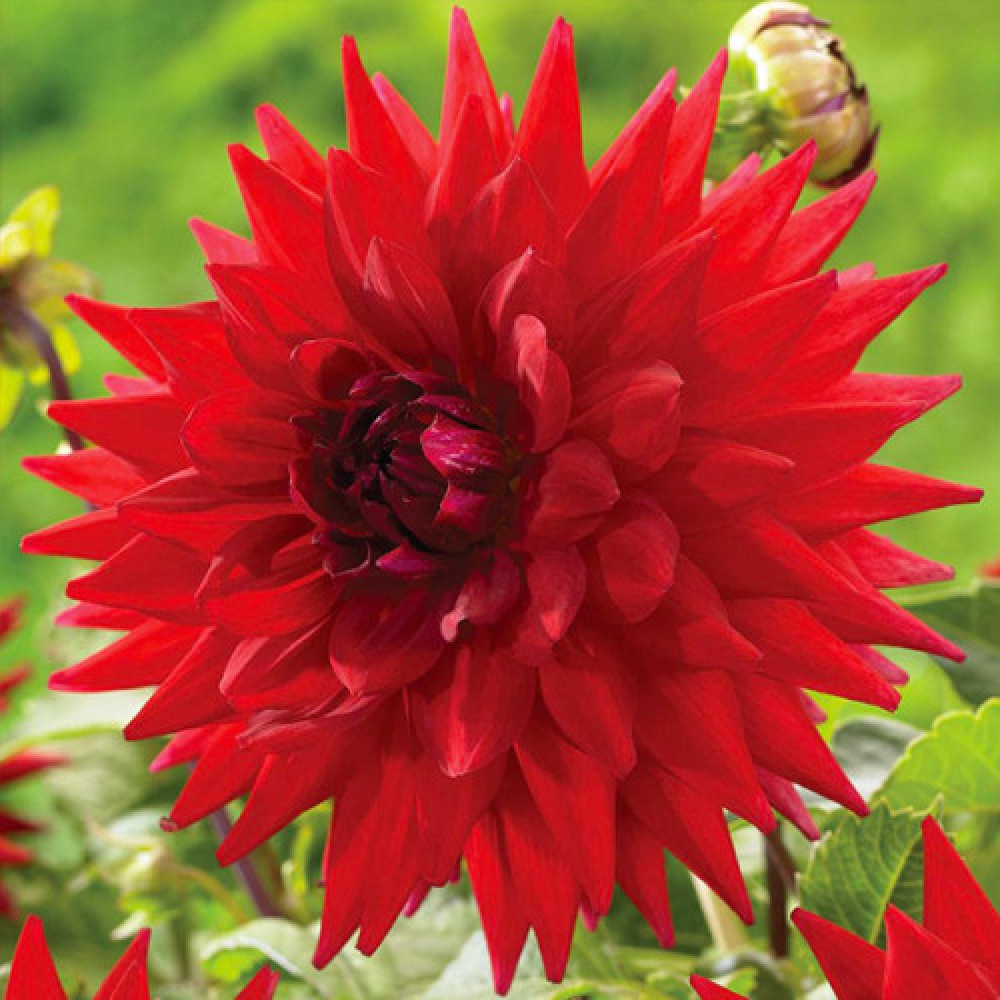 Dalia cu floare Giganta Holly Huston