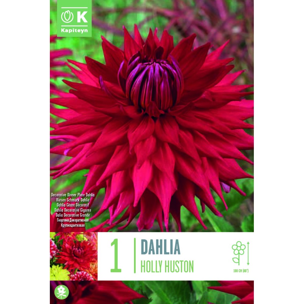 Dalia cu floare Giganta Holly Huston