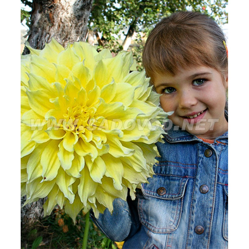 Dalia cu floare Giganta Kelvin Floodlight