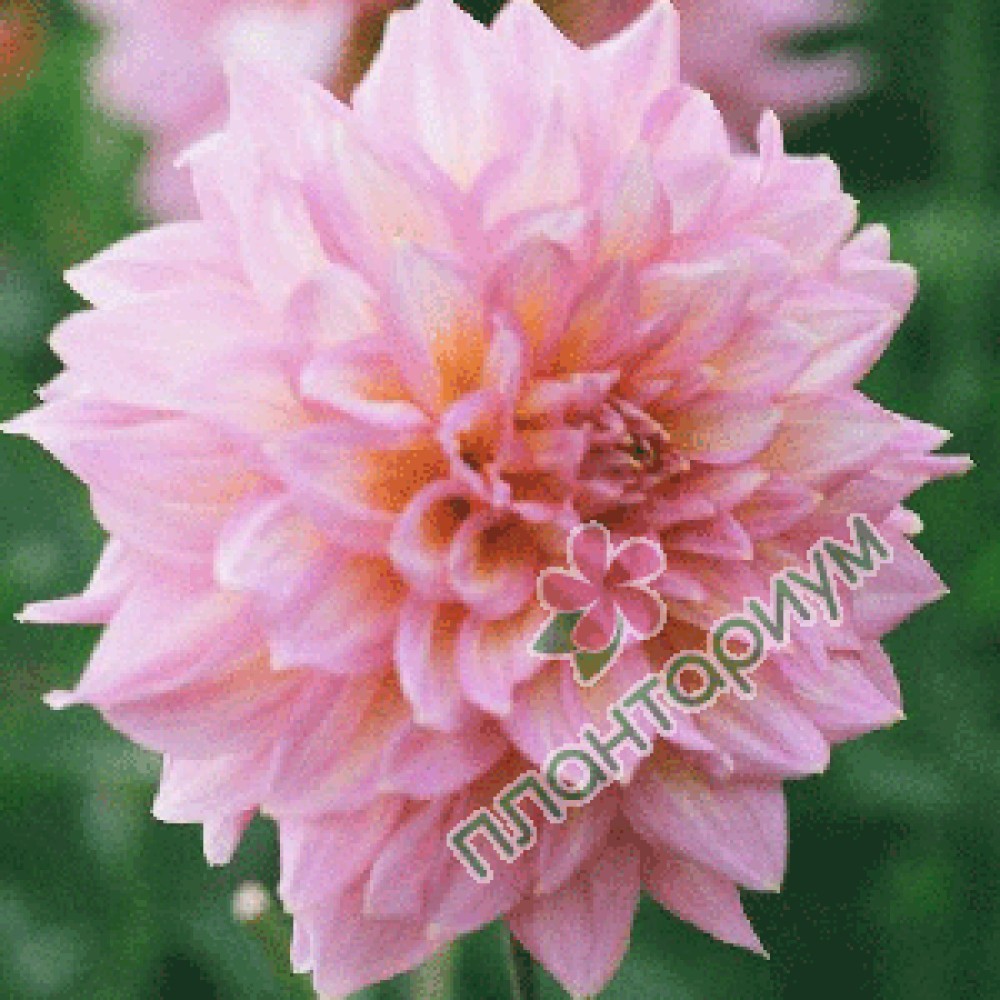 Dalia cu floare Giganta Strawberry Ice 