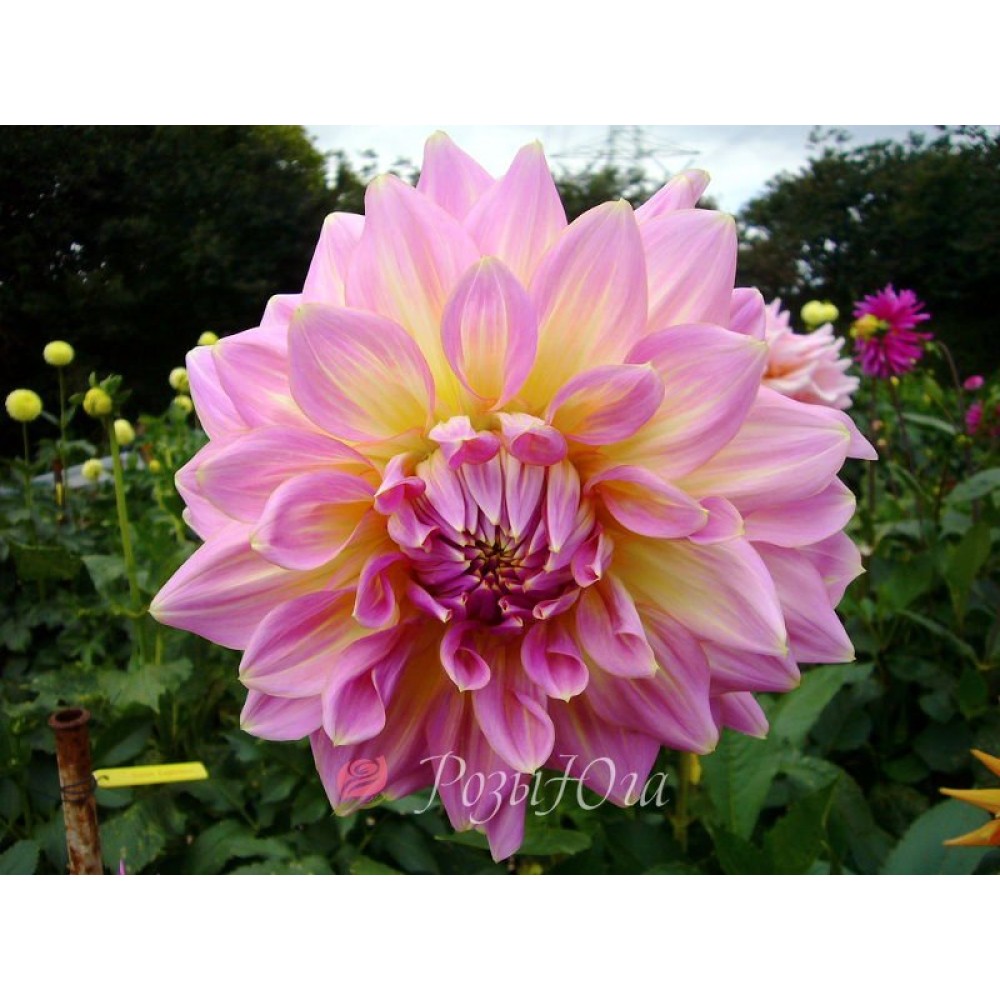 Dalia cu floare Giganta Strawberry Ice 