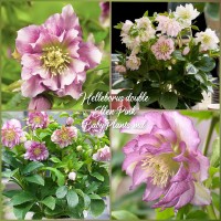 Helleborus Double Ellen "Pink"