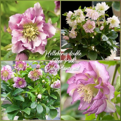 Helleborus Double Ellen "Pink"
