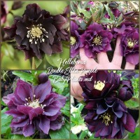Heleborus Double Ellen "Purple"