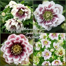 Heleborus Doube Ellen "Spotted White"
