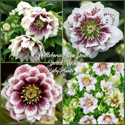 Heleborus Doube Ellen "Spotted White"