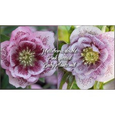 Helleborus Double Ellen "Pink Spotted"