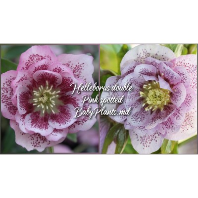 Helleborus Double Ellen "Pink Spotted"