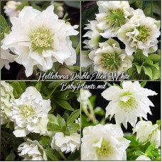 Heleborus Double Ellen "White"