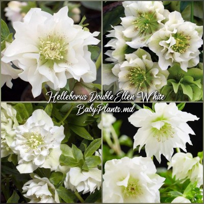 Heleborus Double Ellen "White"