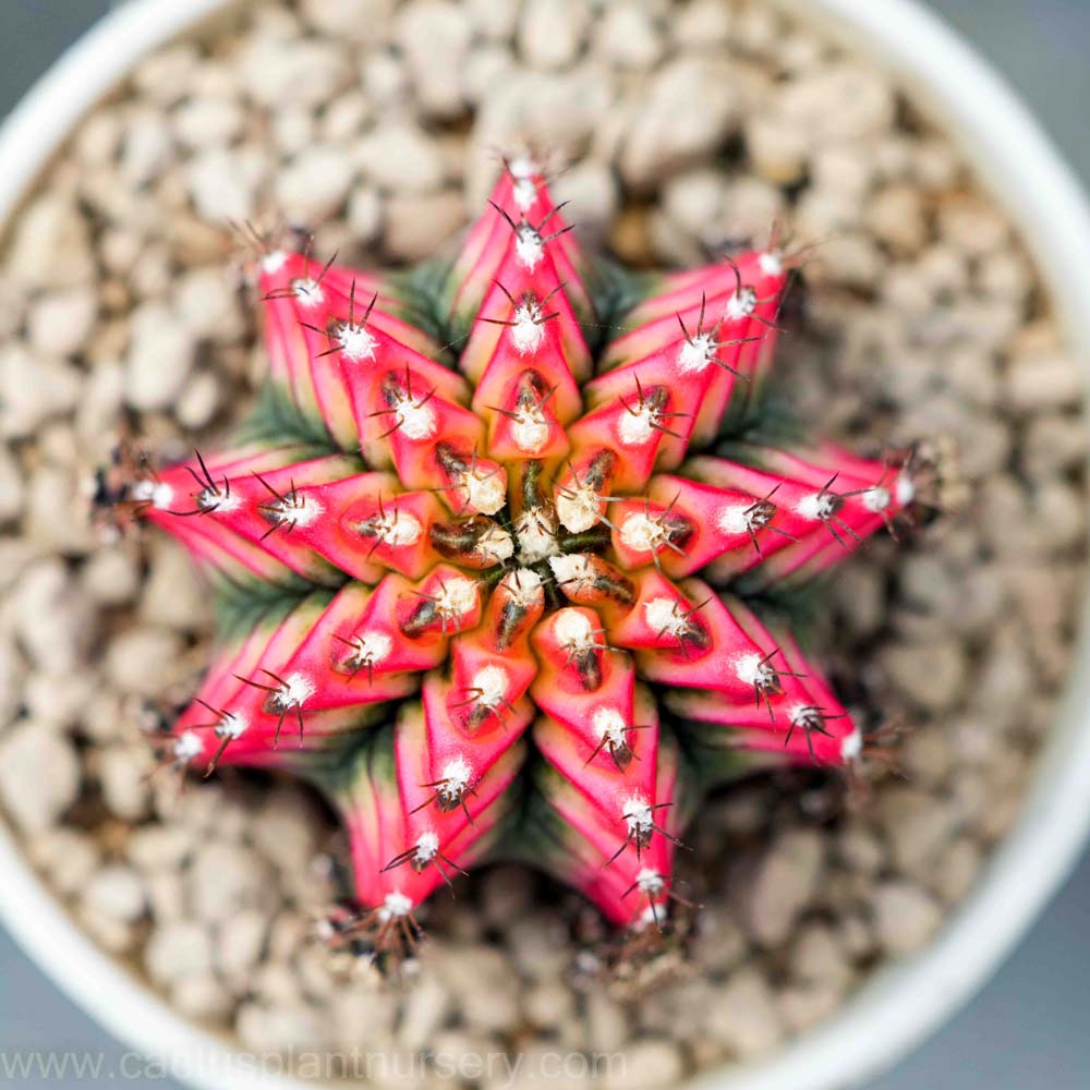 Gymnocalycium mihanovichii MULTICOLOR
