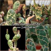Opuntia zebrina reticulata Cobra