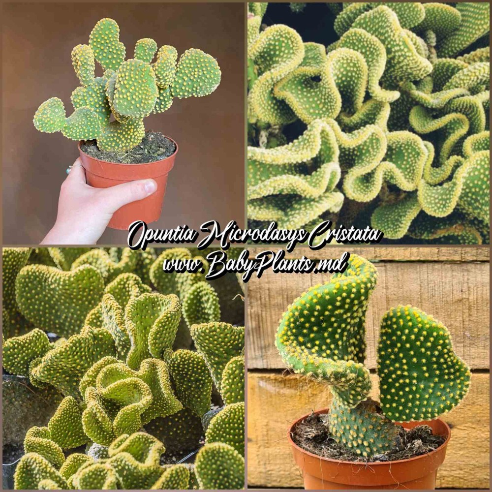 Opuntia microdasys Cristata
