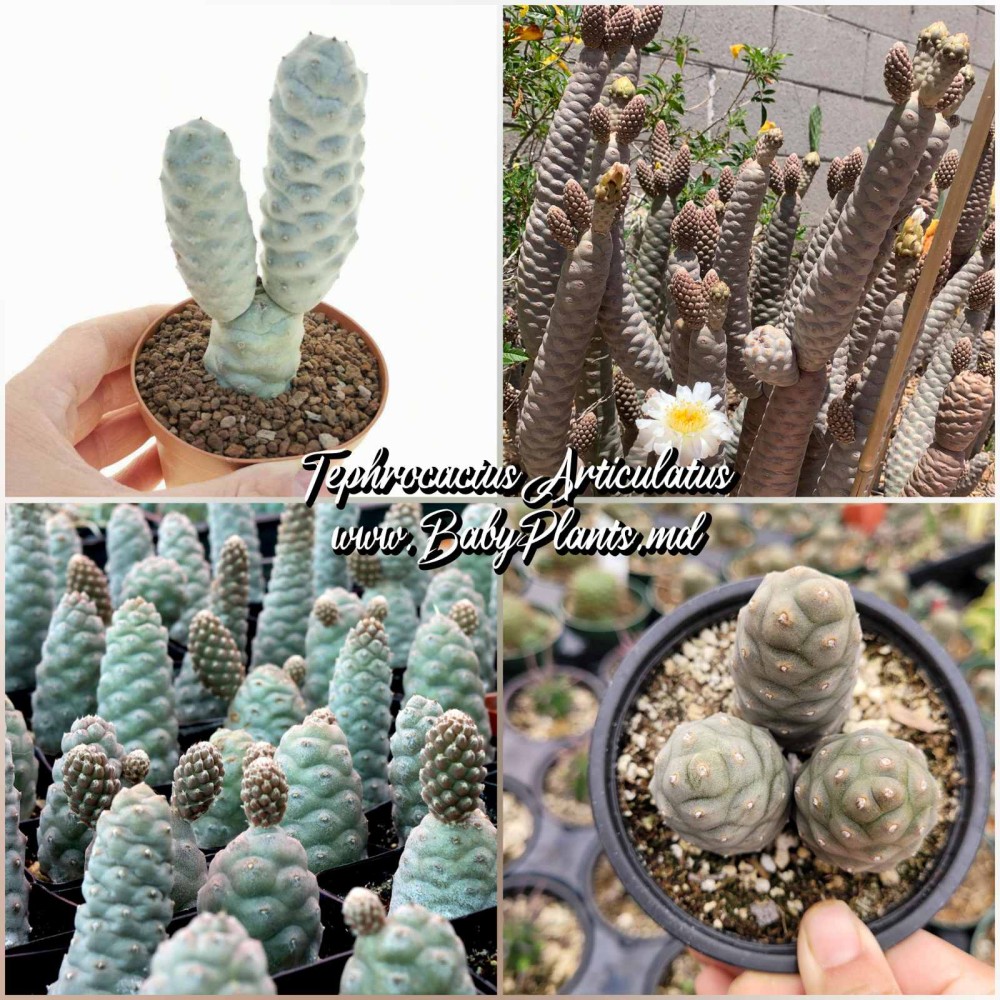 Tephrocactus articulatus