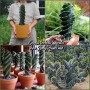 Cereus forbesii Spiralis