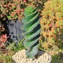 Cereus forbesii Spiralis