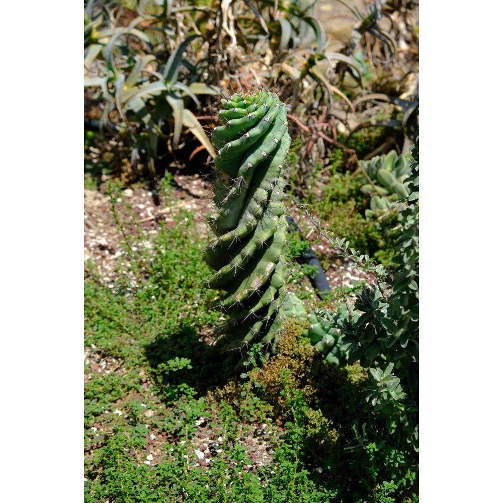 Cereus forbesii Spiralis