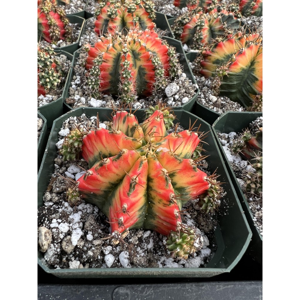 Gymnocalycium mihanovichii MULTICOLOR