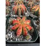 Gymnocalycium mihanovichii MULTICOLOR
