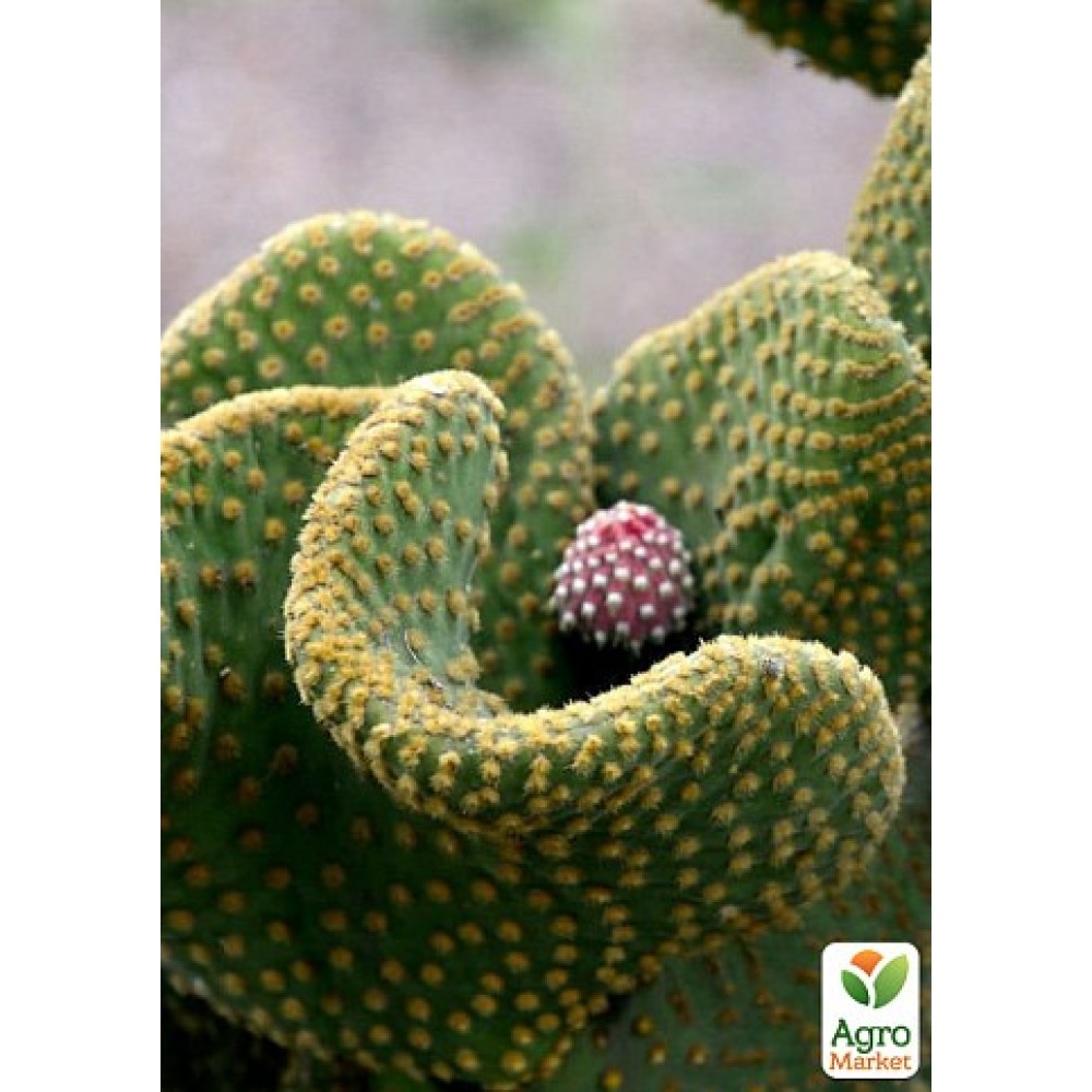 Opuntia microdasys Cristata