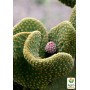 Opuntia microdasys Cristata