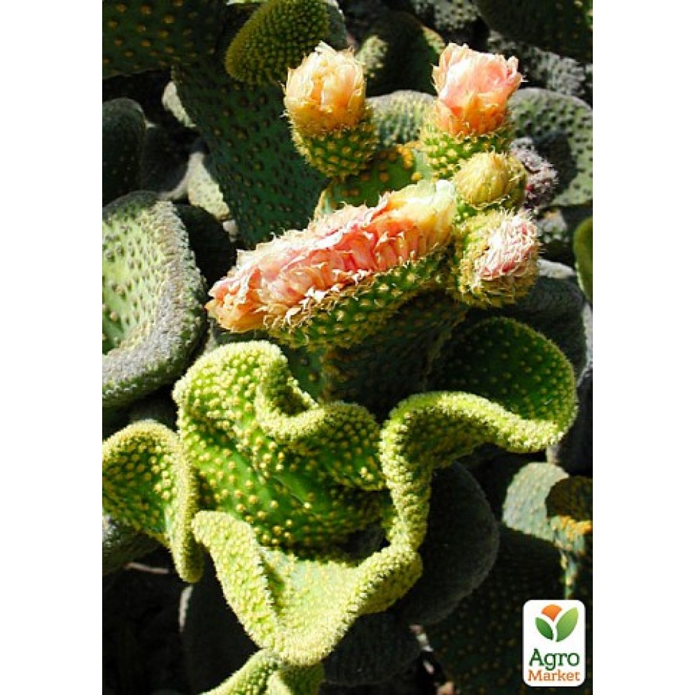 Opuntia microdasys Cristata