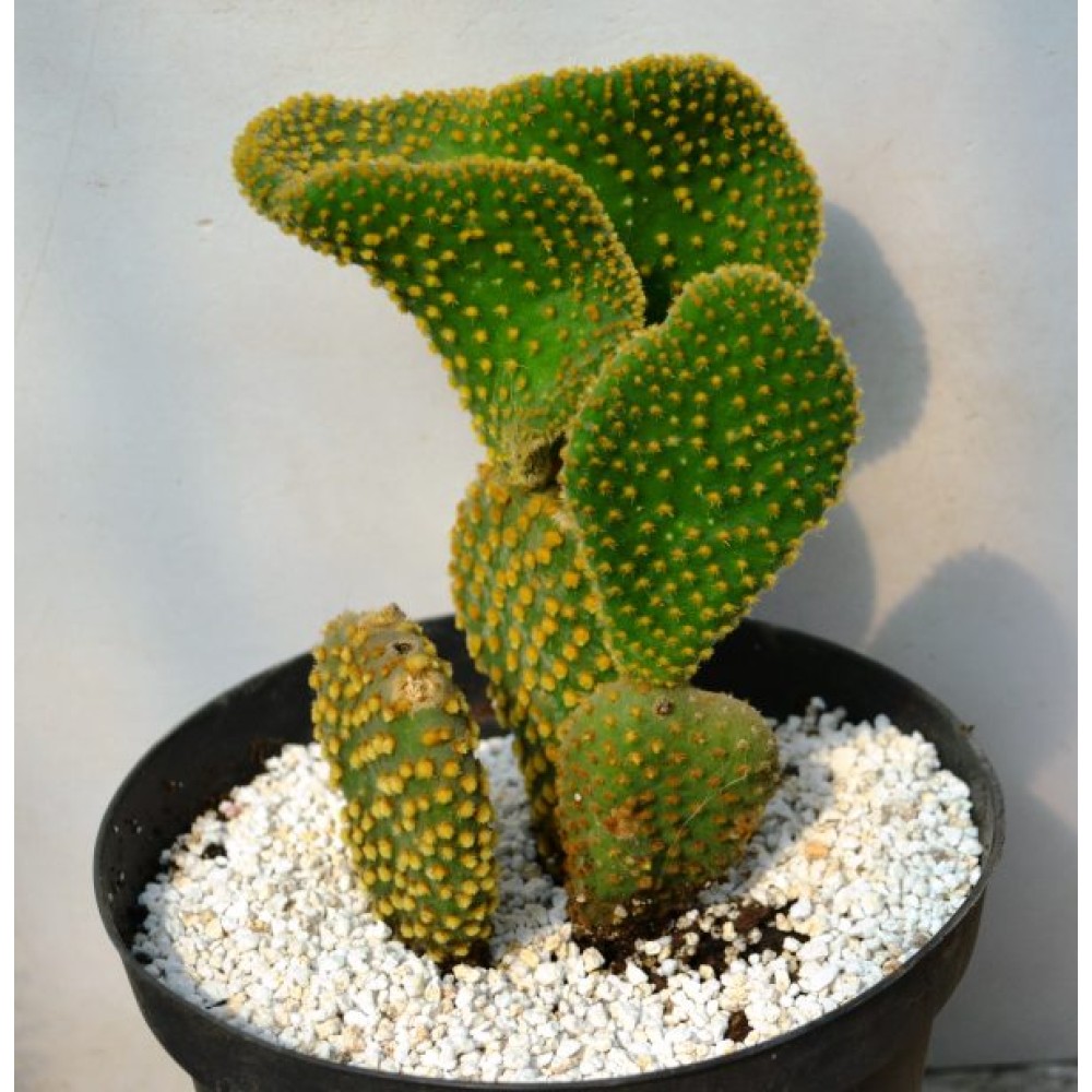 Opuntia microdasys Cristata