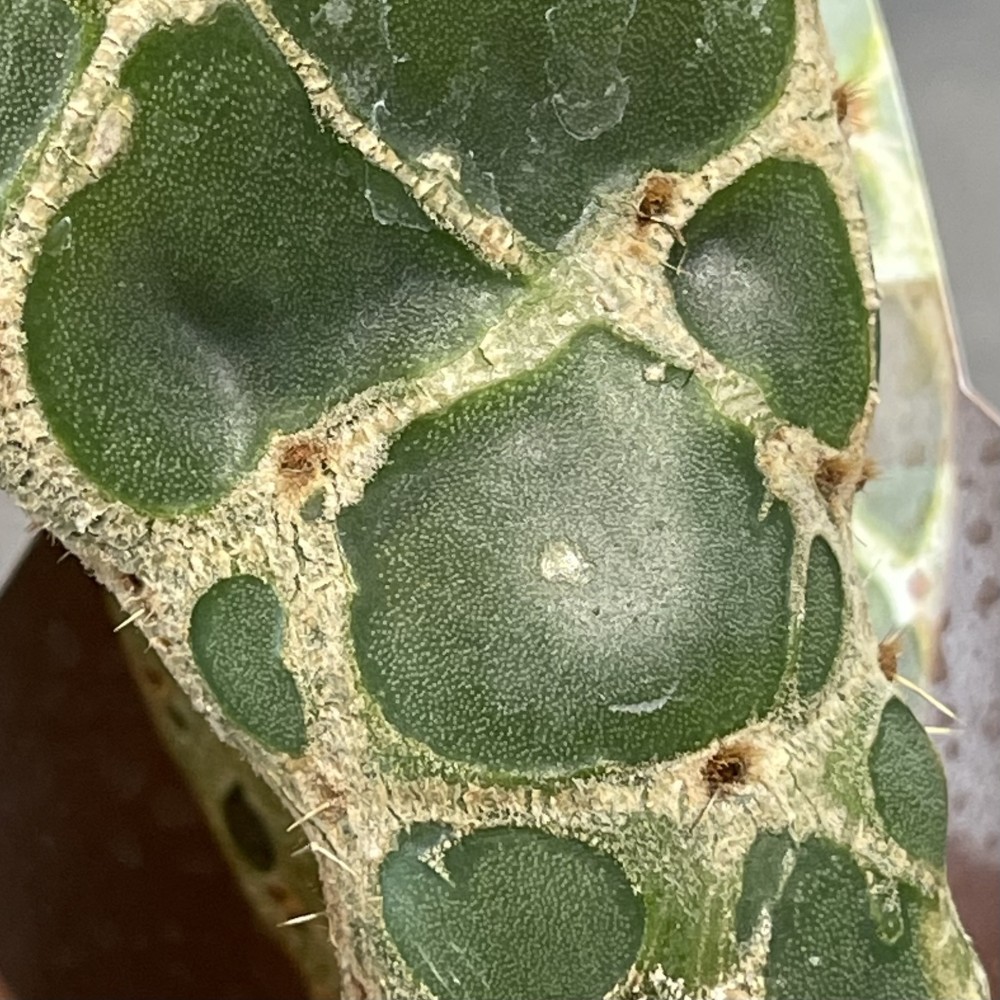 Opuntia zebrina reticulata Cobra