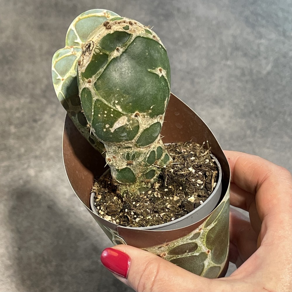 Opuntia zebrina reticulata Cobra