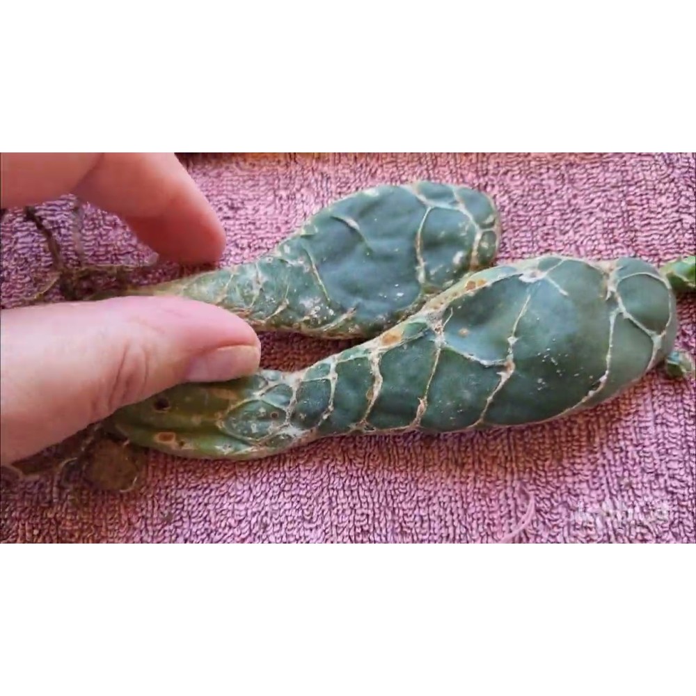 Opuntia zebrina reticulata Cobra