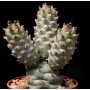 Tephrocactus articulatus