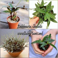 Ledebouria socialis