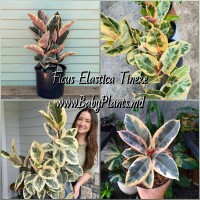 Ficus elastica Tineke