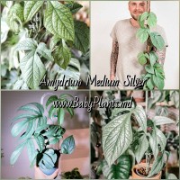 Amydrium medium Silver