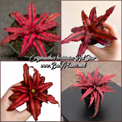 Cryptanthus Red Star