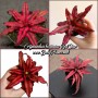 Cryptanthus Red Star