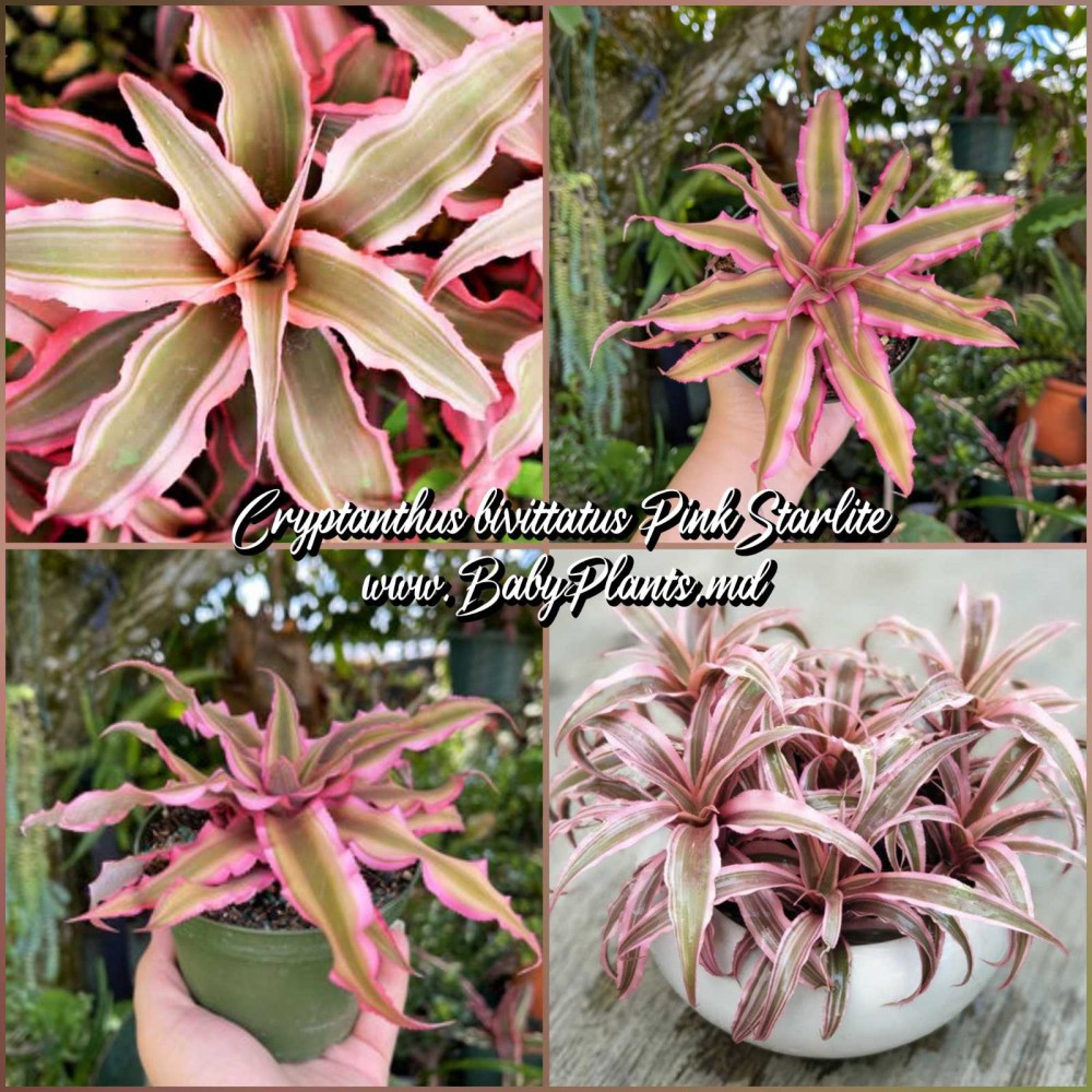 Cryptanthus Pink Starlite