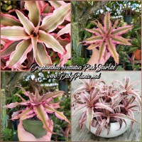 Cryptanthus Pink Starlite