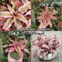 Cryptanthus Pink Starlite
