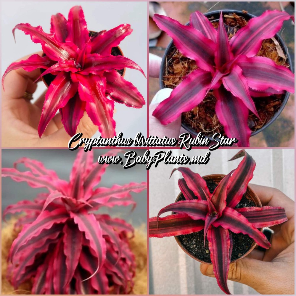 Cryptanthus Rubin Star