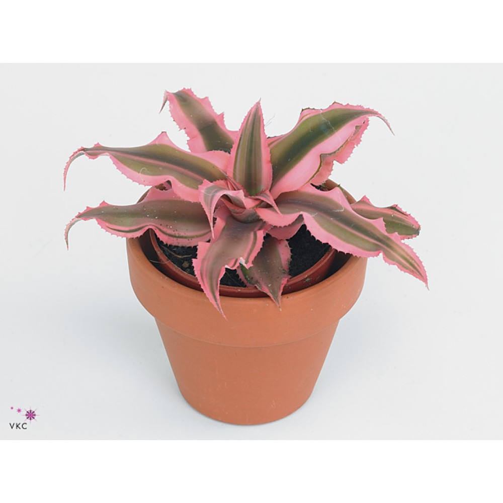 Cryptanthus Pink Starlite